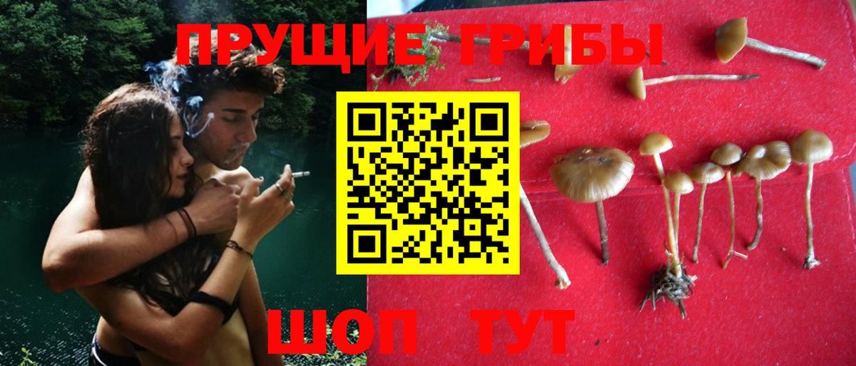 Галлюциногенные грибы Cubensis Архангельск